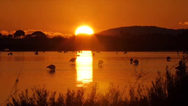 Odbicie Zachodzącego Słońca Nad Stawem Barierowym Flamingami Spacerującymi Kampanijnej Francji — Wideo stockowe