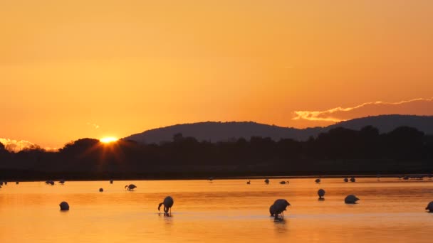 Pôr Sol Atrás Uma Montanha Com Flamingos Primeiro Plano — Vídeo de Stock