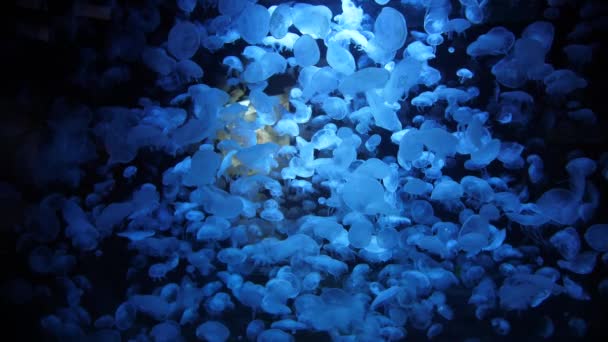 Des Milliers Méduses Lunaires Dans Aquarium Aurelia Aurita Hypnotisant Ralenti — Video