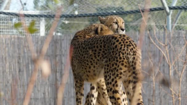 Two Cheetahs Acinonyx Jubatus Rubbing Each Other Montpellier Zoo — Stock Video