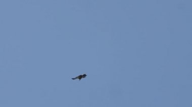 Griffon akbaba görüntüsünün altında Gyps fulvus mavi gökyüzü arka planda Fransa vadileri du Tarn