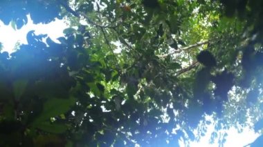 Vahşi kırmızı yüzlü örümcek maymun ateles paniscus French guiana yağmur ormanları 