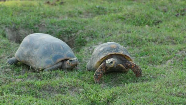 Dvě Jihoamerické Žluté Nohy Želvy Dělá Námluvy Francouzská Guyana Zoo — Stock video