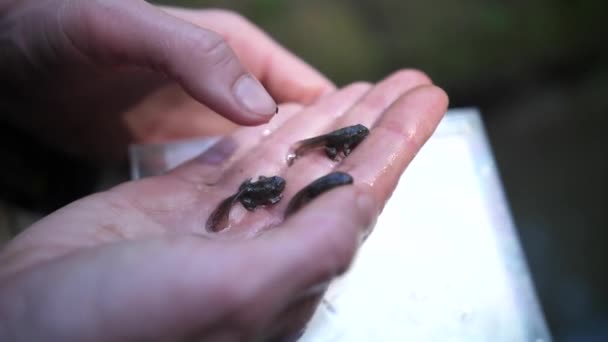 Two Tadpoles Yellow Bellied Toad Hand Close Shot — Stock Video