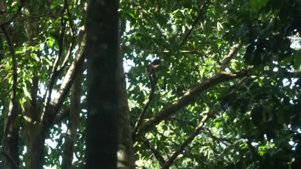 Vild Capuchin Franska Guyana Amazonas Skog — Stockvideo