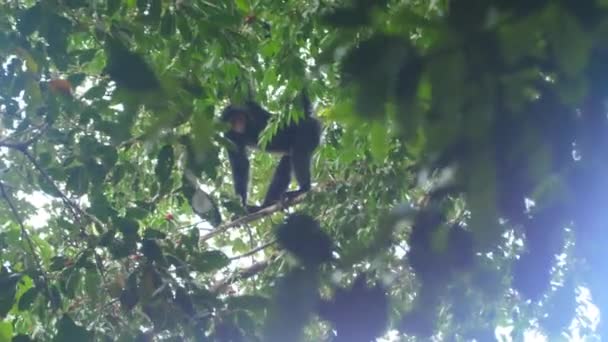 Salvaje Rojo Cara Araña Mono Ateles Paniscus Rama Guiana Profundo — Vídeos de Stock