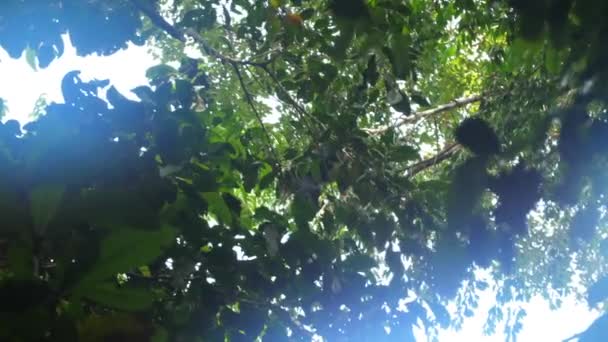 Selvagem Vermelho Enfrentado Aranha Macaco Ateles Paniscus Francês Guiana Floresta — Vídeo de Stock