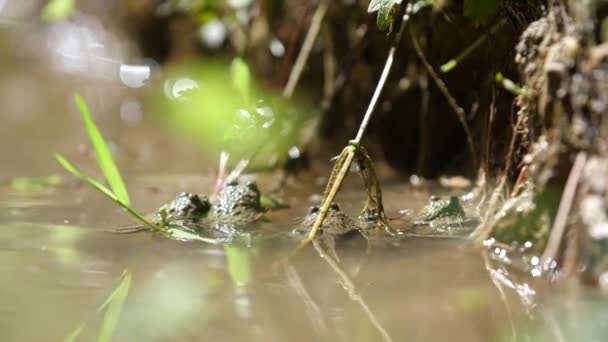 Rospi Dal Ventre Giallo Una Foresta Verdun Stagno — Video Stock