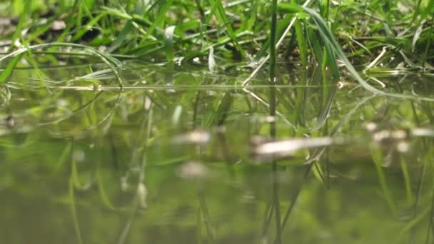 池の水面に黄色の腹が立つヒキガエル — ストック動画