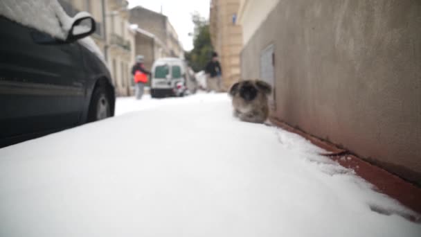 Молода Пекінська Собака Біжить Сніжному Тротуарі Монпельє Франція Повільний Рух — стокове відео