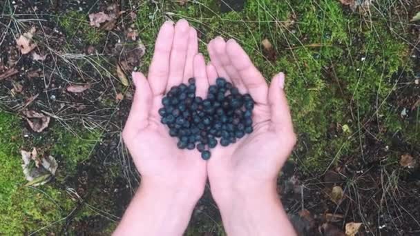 Nahaufnahme Der Frauenhand Mit Blaubeeren — Stockvideo