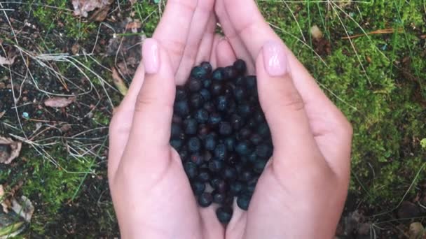 Nahaufnahme Der Frauenhand Mit Blaubeeren — Stockvideo