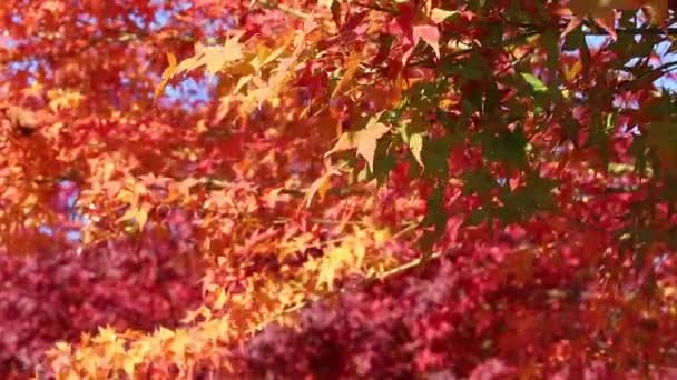 Herfst Herfst Gebladerte Bomen Bladeren Momiji Rood Blad — Stockvideo