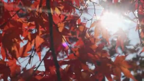 Осіннє Осіннє Листя Дерев Листя Мосідзі Червоний Лист — стокове відео