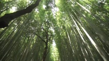 Kyoto arashiyama bambu korusu süzülüyor