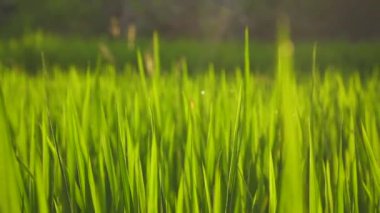 Sabah yeşil pirinç tarlası çimlerini kapatın.
