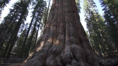 sequoia Ulusal Parkı Dev Orman Generali Sherman ağacı dünyalar