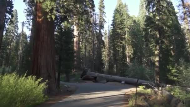 Εθνικό Πάρκο Sequoia Οδήγηση Μέσω Του Ημερολογίου Σήραγγας — Αρχείο Βίντεο