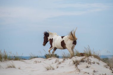 Wild Horse Roams Barrier Island clipart