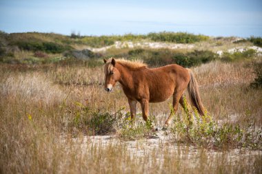 Wild Horse Roams Barrier Island clipart