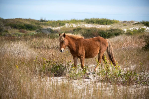 Wild Horse Roams Barrier Island — Foto Stock