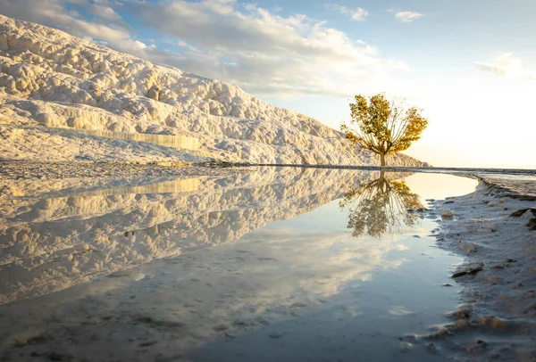 Golden Tree Treventines Reflections Mineral Spring Water Photographie Paysage Pamukkale — Photo