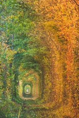 Creative conception of changing autun colors.Tunnel of love in ukraine with autumn colorful leafs. People walking down the tunnel.