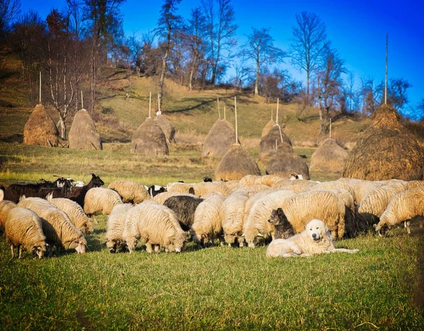 Witgouden Retriever Andere Hond Bewaakt Vele Schapen Het Platteland Van — Stockfoto