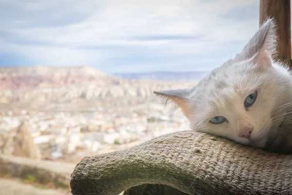 Bílé Modré Oči Kočka Hlava Leží Dece Backgrond Cappadocia Přes — Stock fotografie