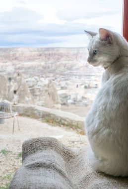 Mavi gözlü beyaz kedi dışarıda manzarası olan pencerenin yanında tek başına. Kapadokya. Türkiye.