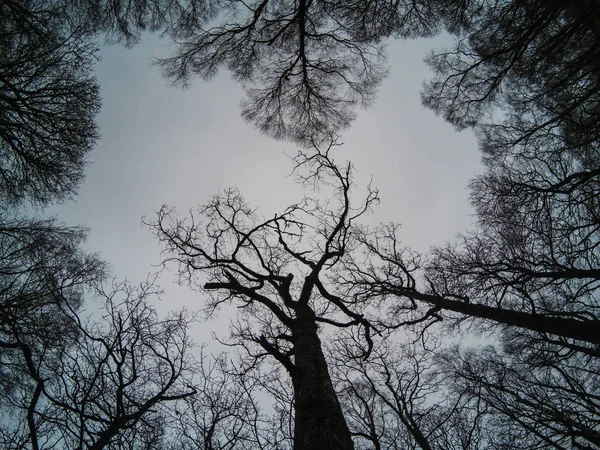 Prachtige vormen en gewauwel van de bomen — Stockfoto