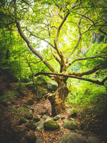 Gamla träd i skogen runt meteorakloster — Stockfoto