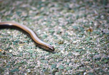 close up of the croatian baby snake head clipart