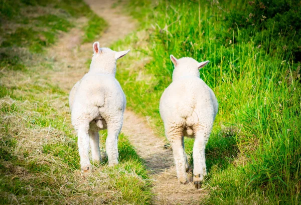 Two White Cute Friendly Sheeps Close One Another Walking Road — Stock Photo, Image