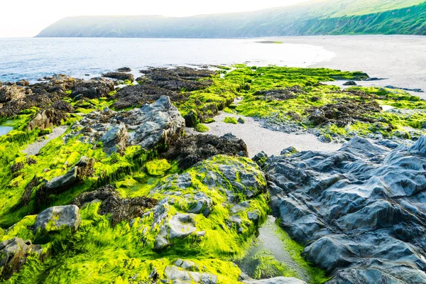 Algas frescas en la playa después de la marea alta —  Fotos de Stock