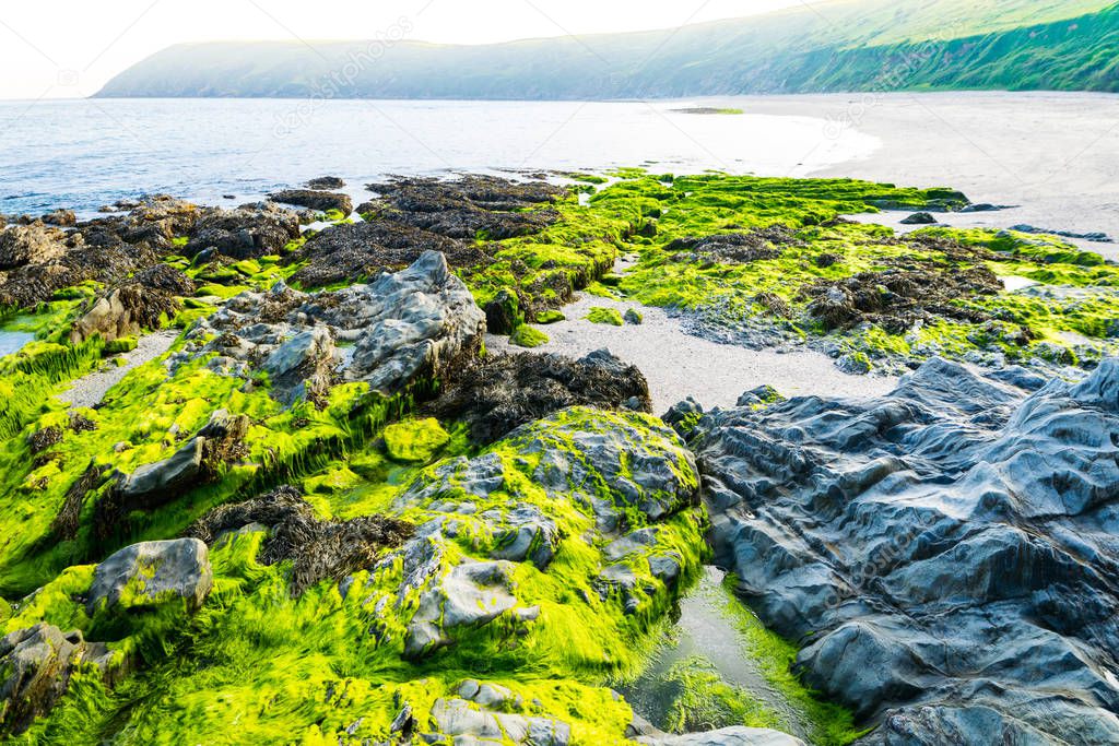 Fresh Seaweed on the beach  after the high tide