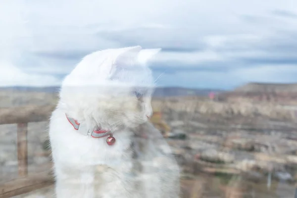 Makro Einer Weißen Katze Mit Roter Kragenglocke Hinter Dem Fenster — Stockfoto