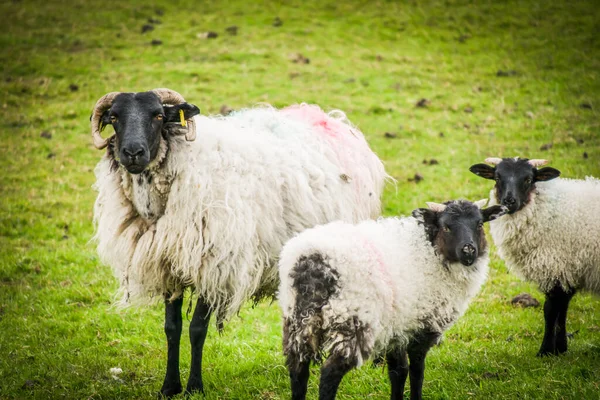 Family Three Beautiful Sheeps Black Heads Horn Looks Camera Farming — Stockfoto