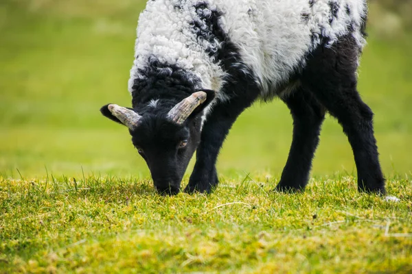 Macro Young Sheep Black Head Legs Eating Short Grass Looks — Stockfoto