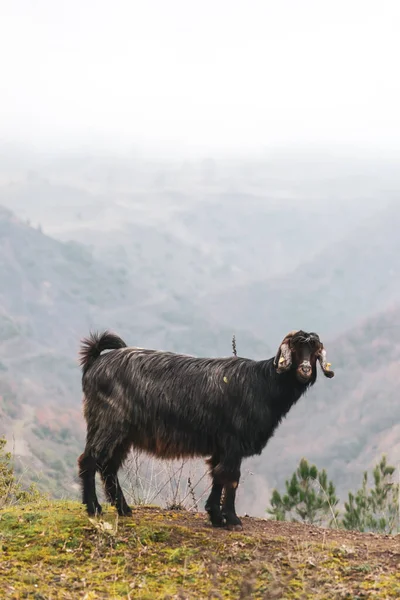 Zwarte Geit Met Tags Alleen Staand Kijkend Met Bergen Achtergrond — Stockfoto