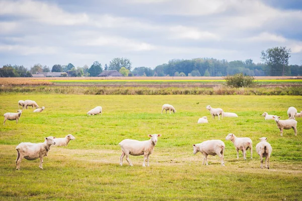 Witte Vers Geschoren Schapen Lopen Rond Groene Boerderij Litouwen Platteland — Stockfoto