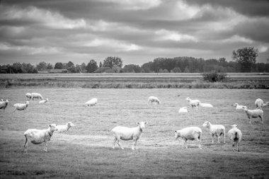 Litvanya 'nın kırsal kesimindeki bir çiftlik alanında dolaşan siyah beyaz koyun resmi. ES.2020 