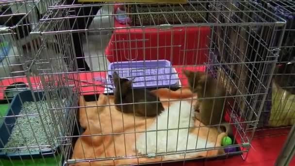 Una jaula con dos curiosos gatitos abisinios en un espectáculo de gatos . — Vídeo de stock