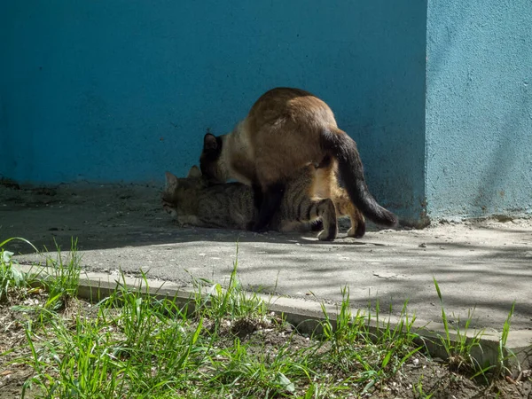 Accoppiamento Due Gatti Cortile Sull Asfalto Vicino All Angolo Della — Foto Stock