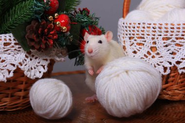 Beyaz sıçan, yılın sembolü, yeni yıl süslemelerinde