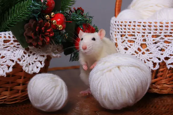 Beyaz sıçan, yılın sembolü, yeni yıl süslemelerinde