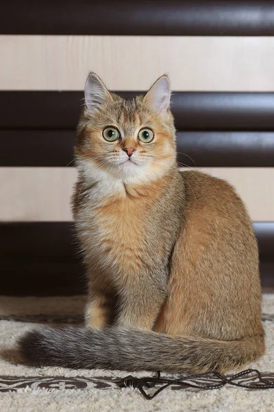Überraschte Britische Katze Hause Katze Sitzt Stockbild