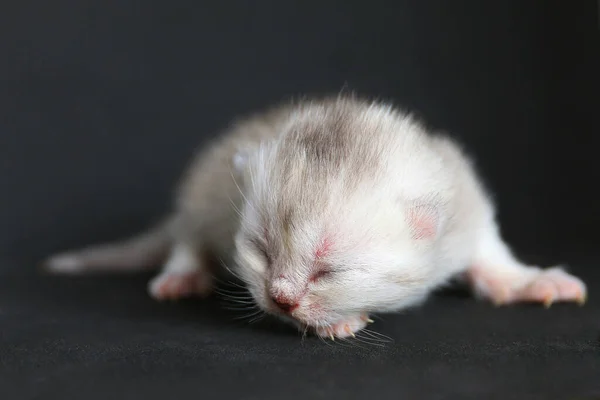 Siyah arka planda yeni doğmuş kedi yavrusu