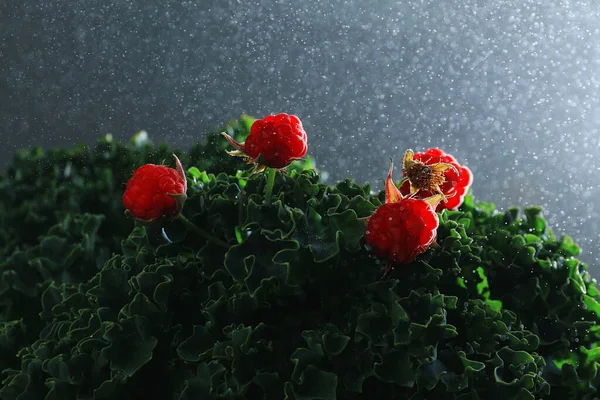 Yağmurda lahana yapraklarında kırmızı ahududu