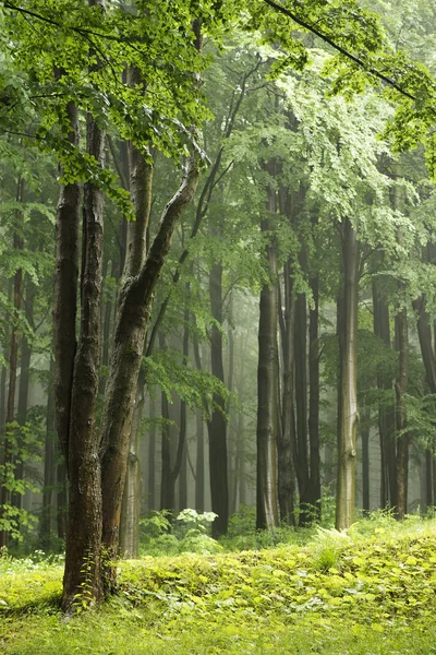 Arbre Feuillu Premier Plan Forêt Avec Une Lumière Décente — Photo